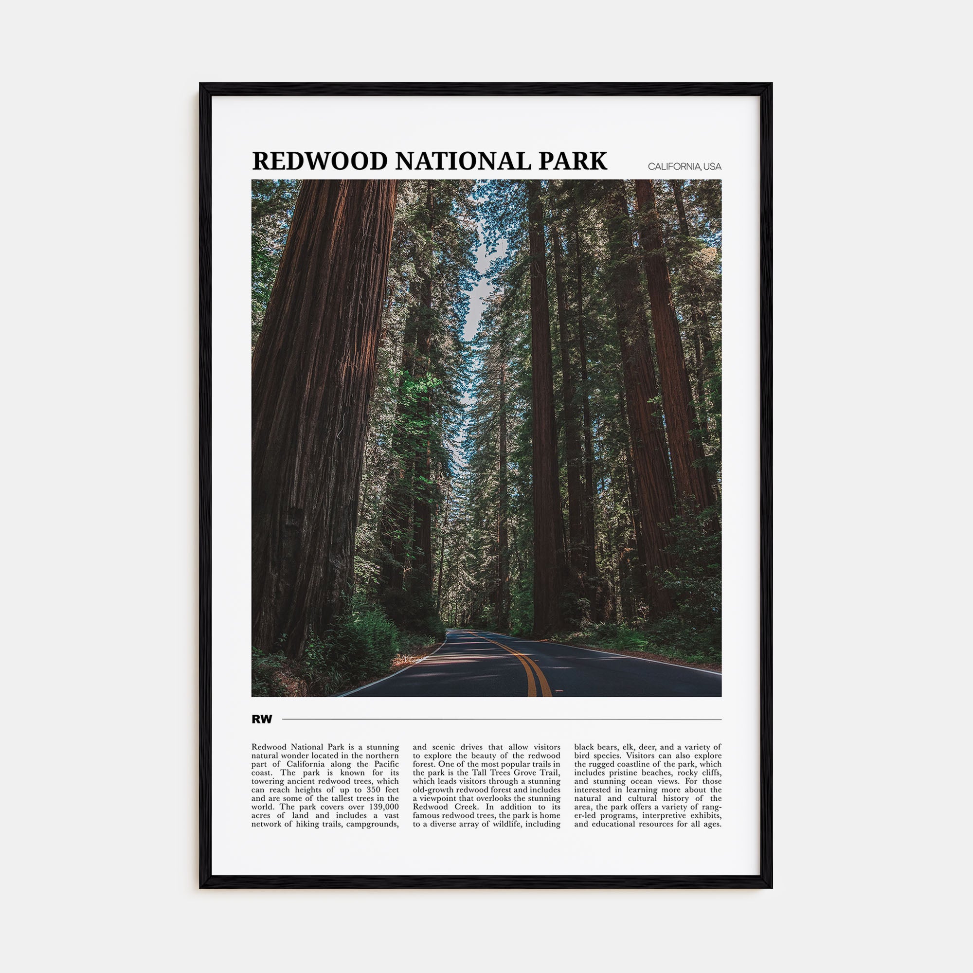 Redwood National Park Travel Color Poster