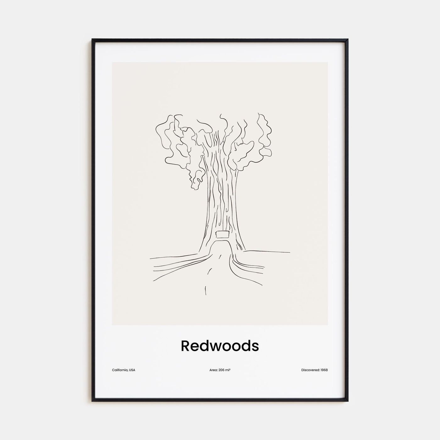 Redwoods Drawn Poster