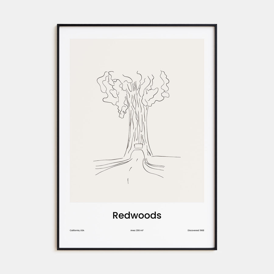 Redwoods Drawn Poster