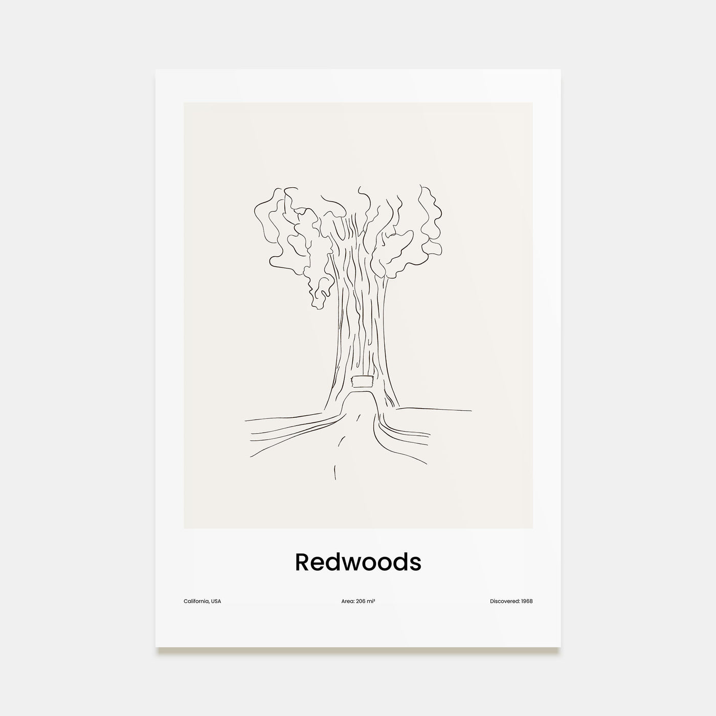 Redwoods Drawn Poster