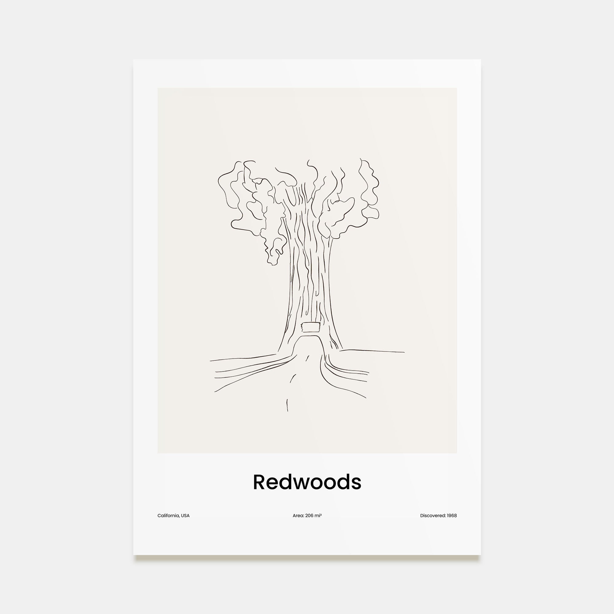 Redwoods Drawn Poster