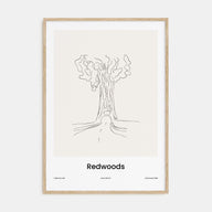 Redwoods Drawn Poster