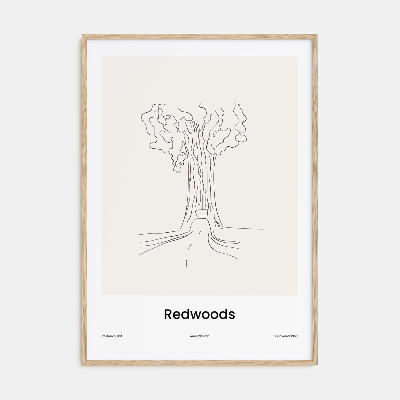 Redwoods Drawn Poster