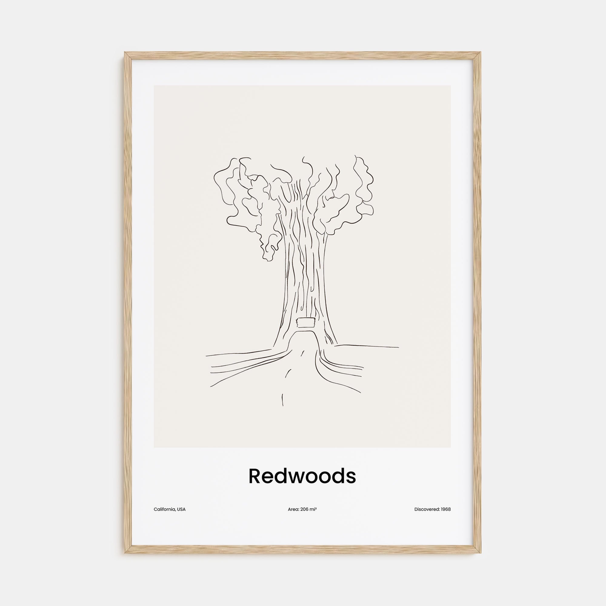 Redwoods Drawn Poster