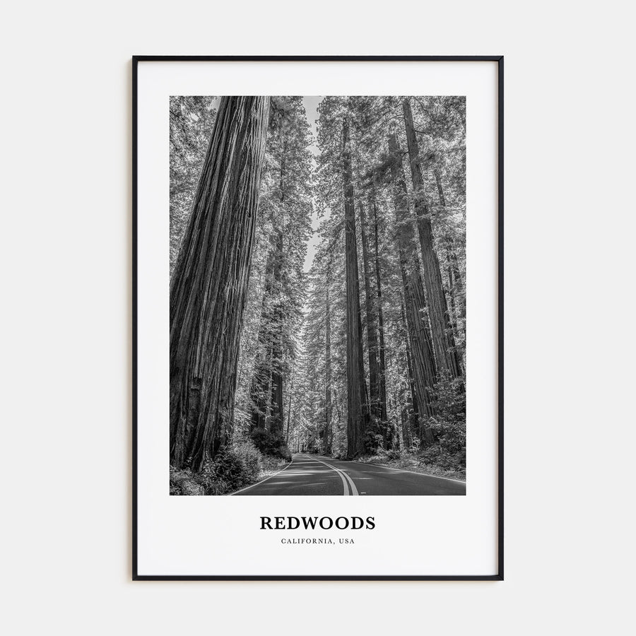Redwoods Portrait B&W Poster