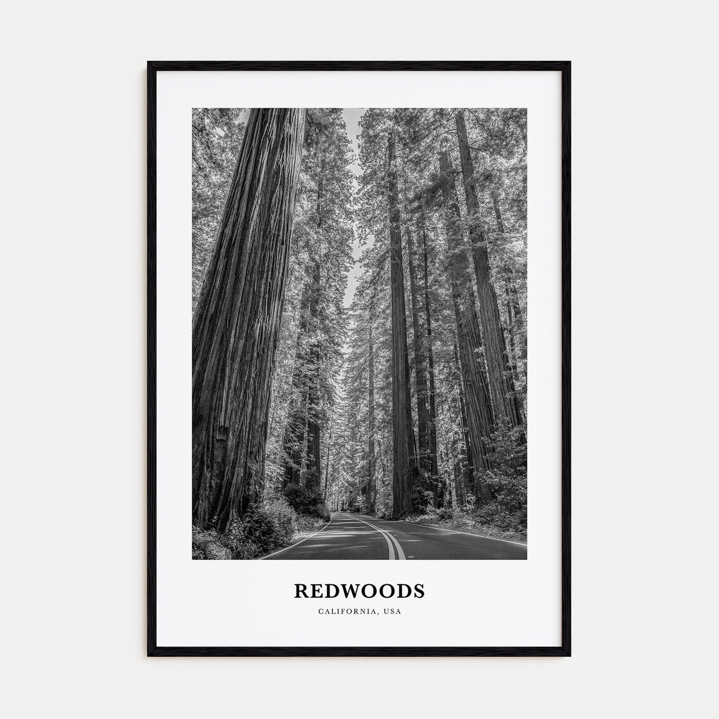 Redwoods Portrait B&W Poster