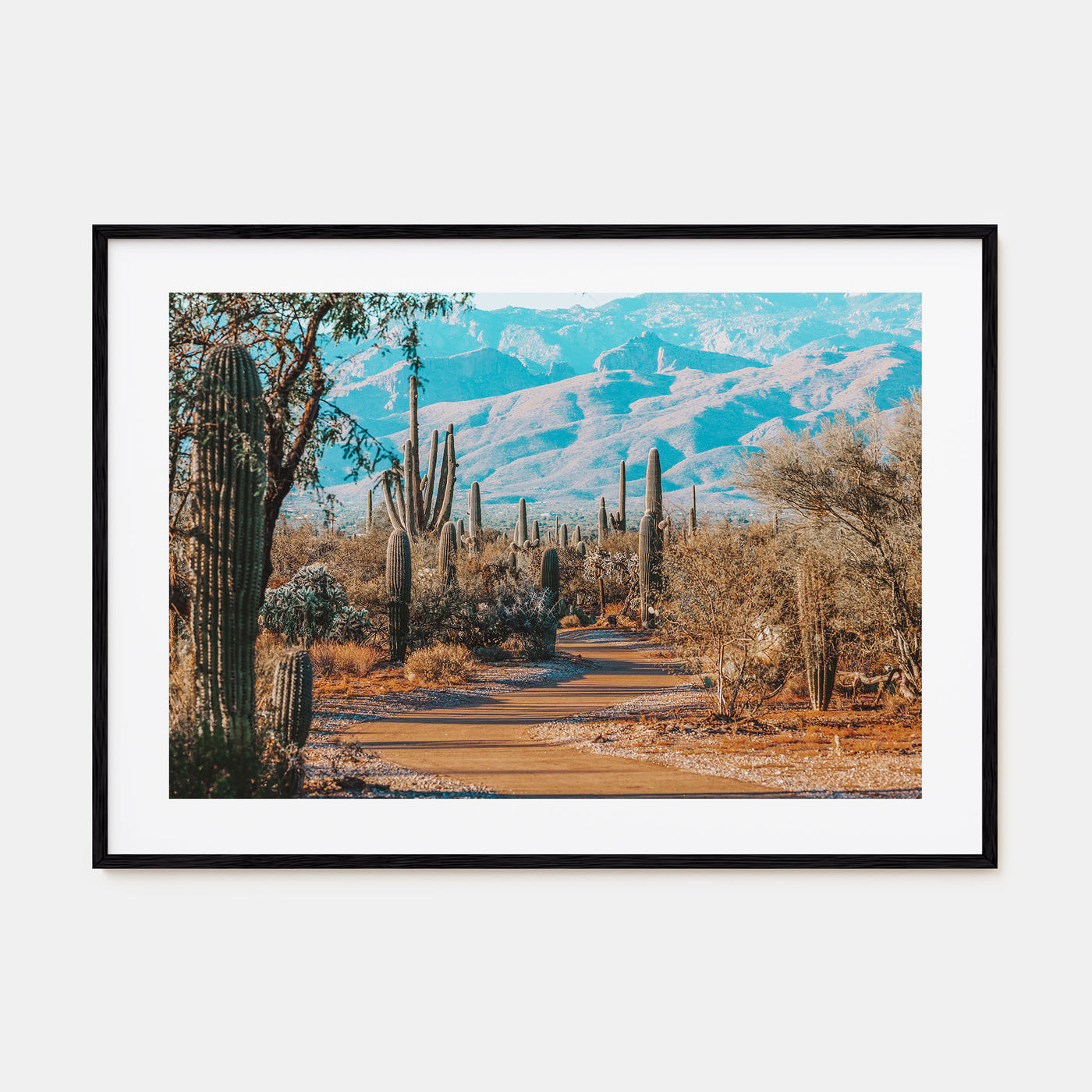 Saguaro National Park Landscape Color Poster