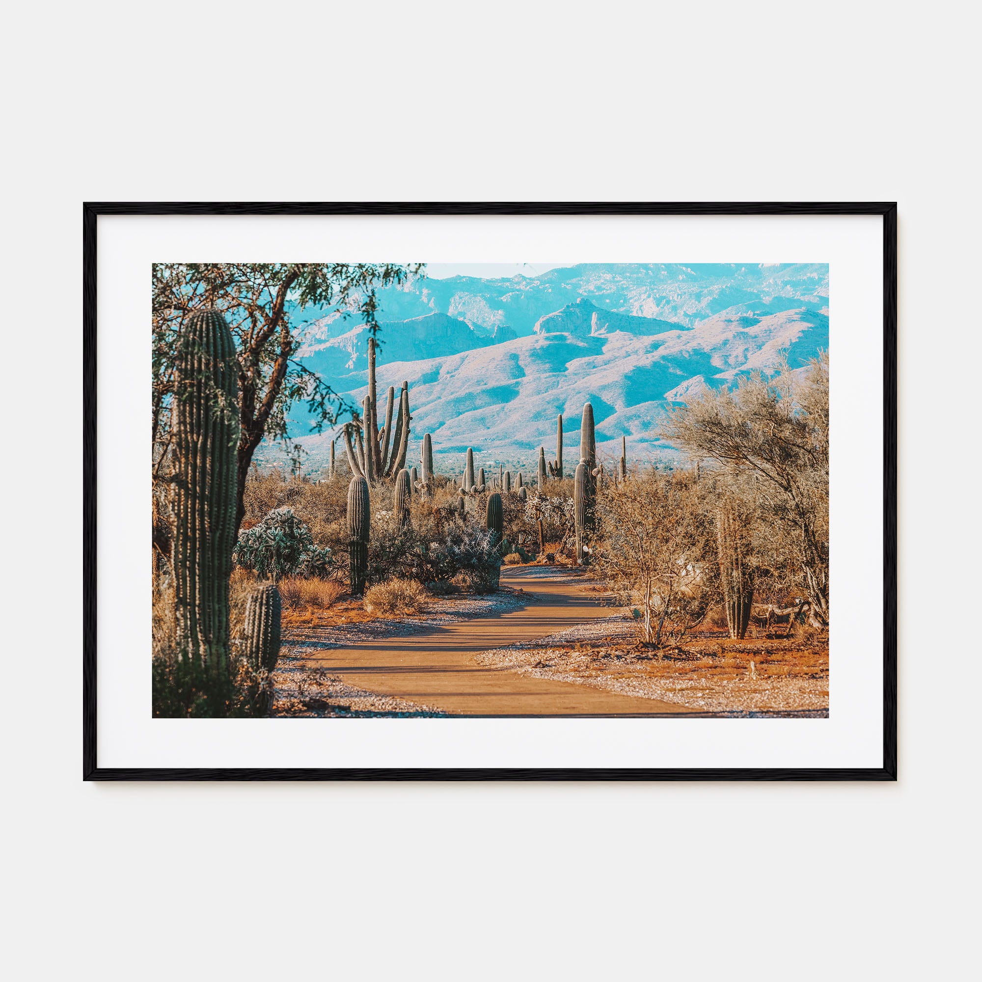 Saguaro National Park Landscape Color Poster