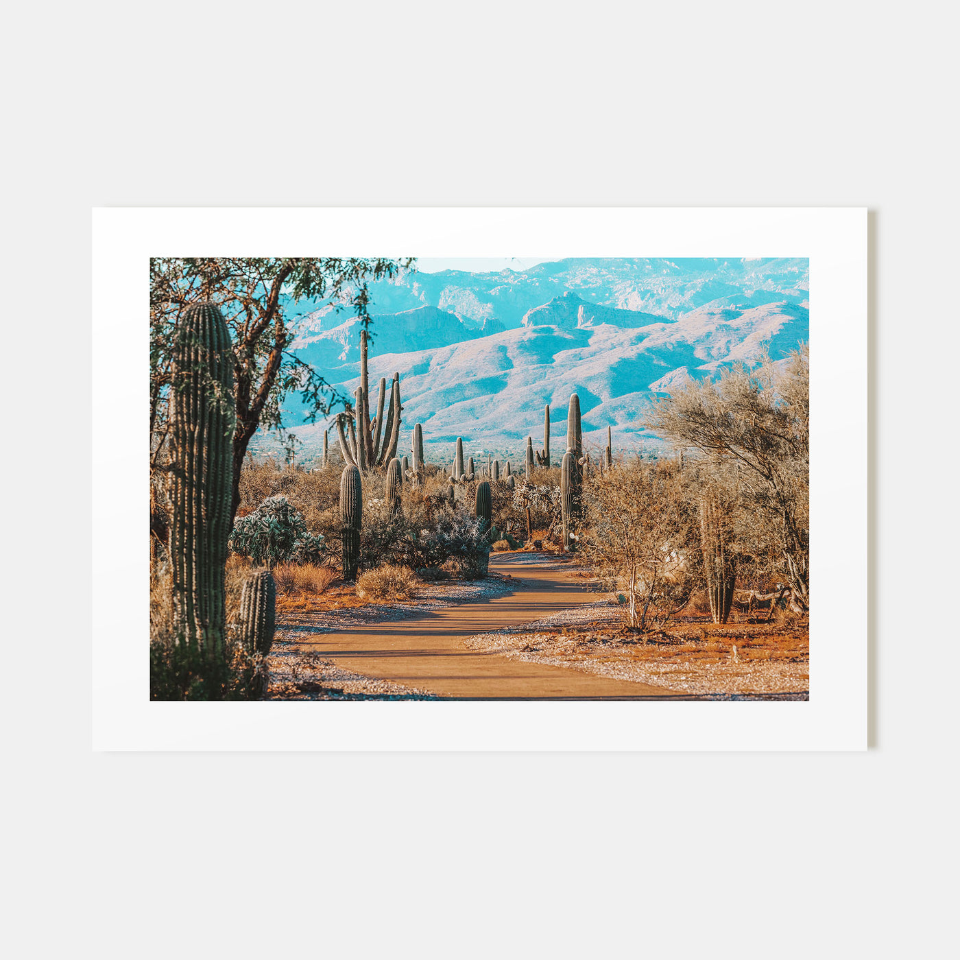 Saguaro National Park Landscape Color Poster