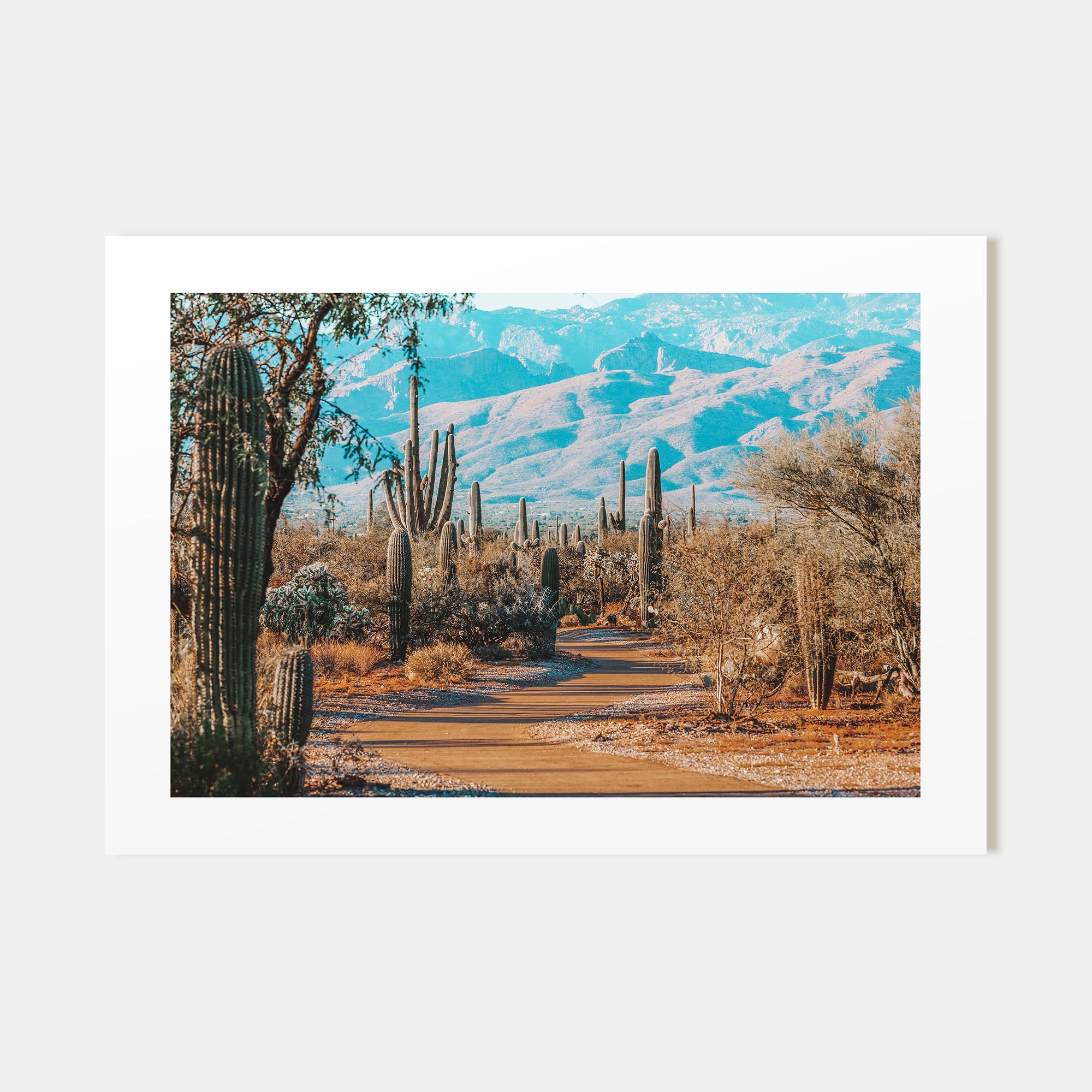 Saguaro National Park Landscape Color Poster