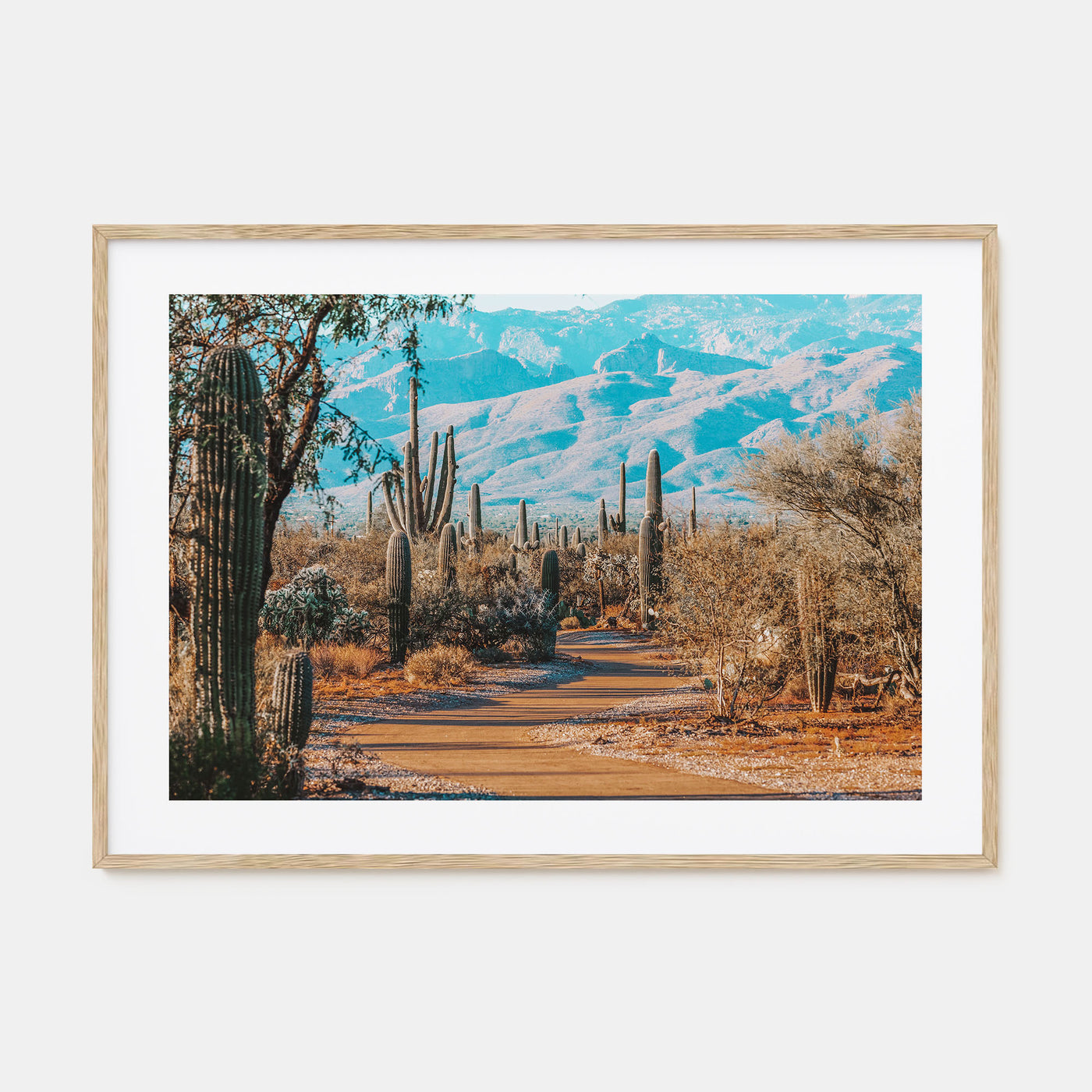 Saguaro National Park Landscape Color Poster