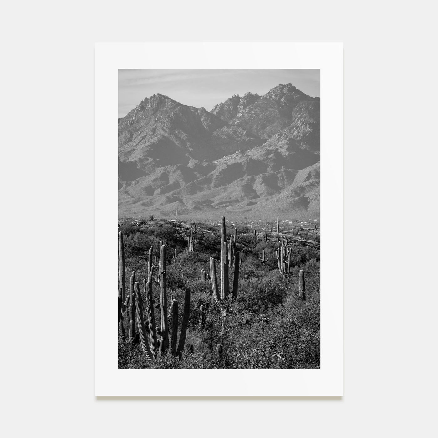 Saguaro National Park Photo B&W No 1 Poster