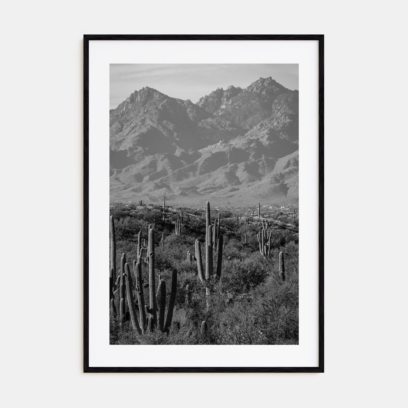 Saguaro National Park Photo B&W No 1 Poster