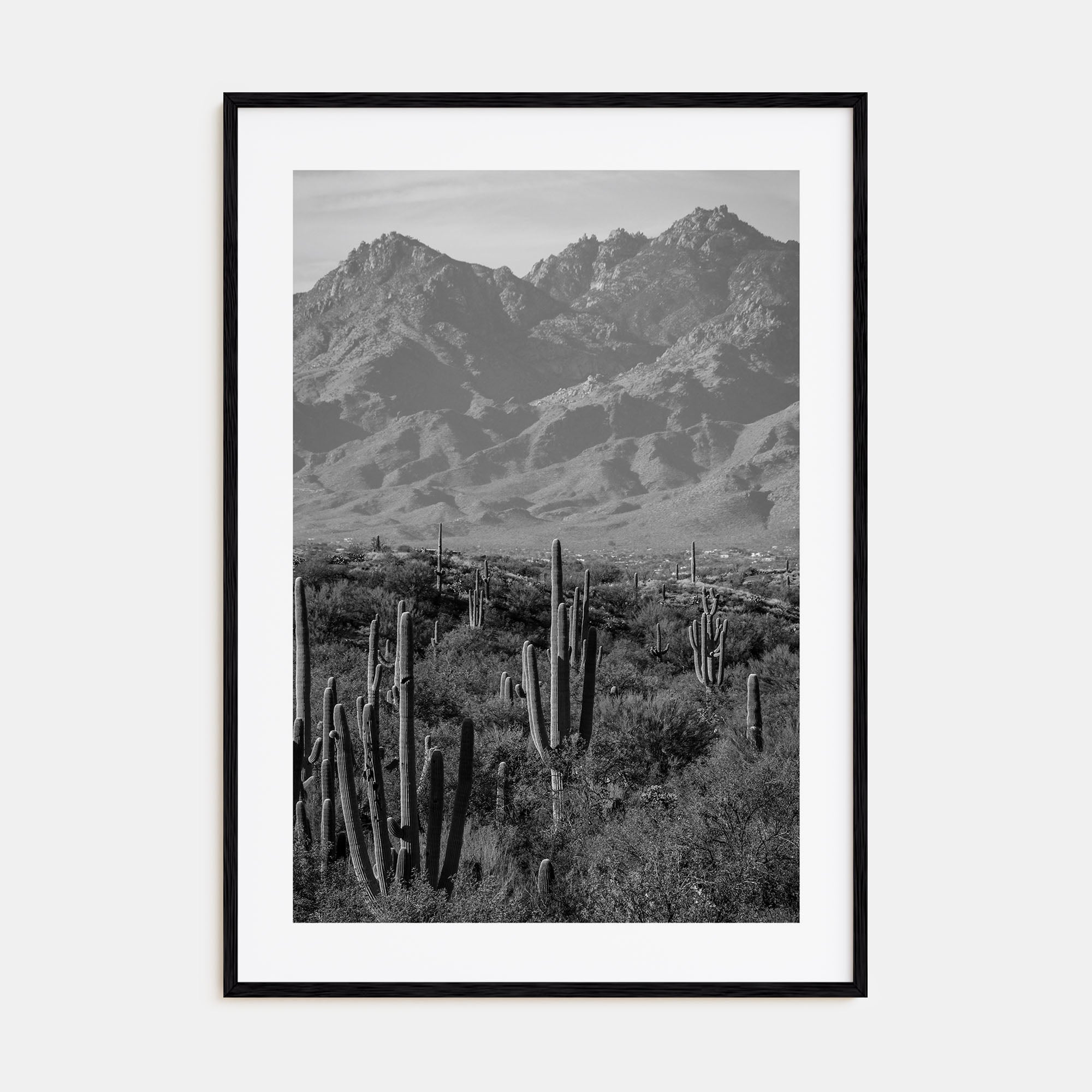 Saguaro National Park Photo B&W No 1 Poster