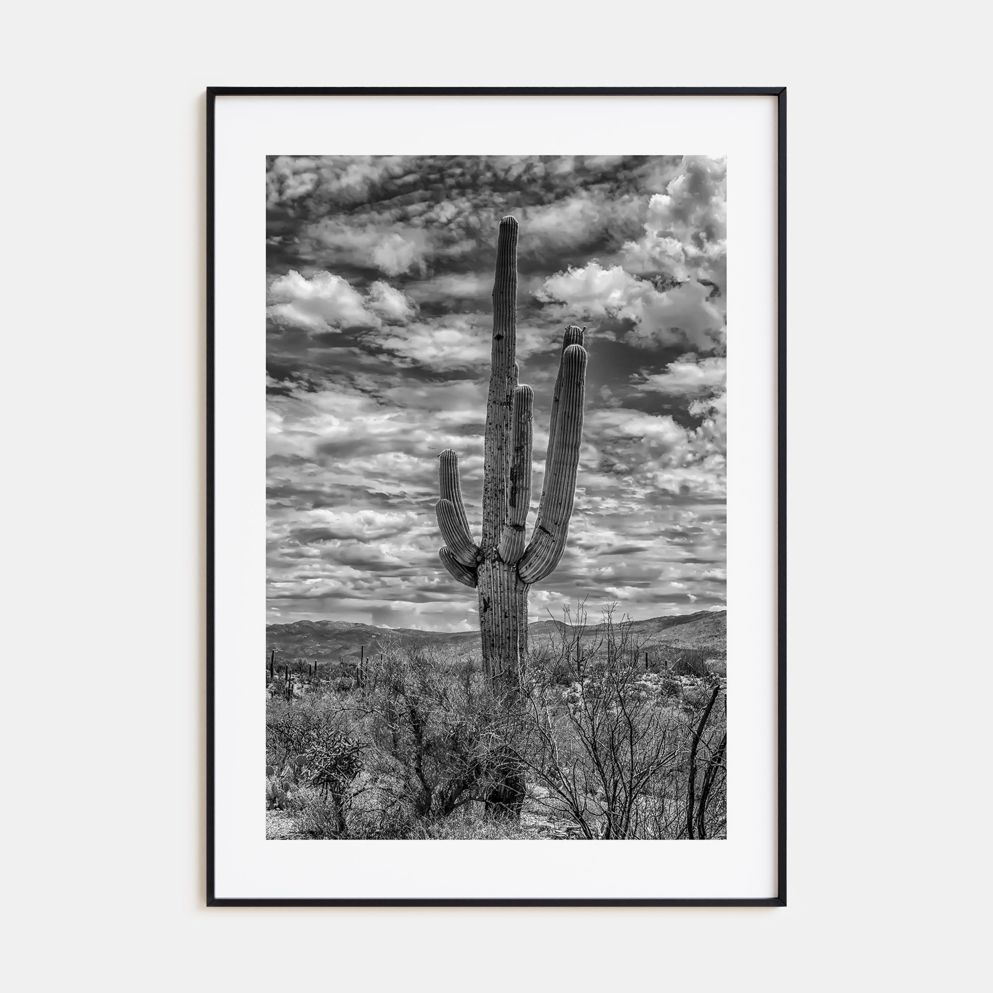 Saguaro National Park Photo B&W No 2 Poster