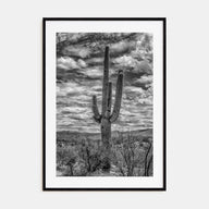 Saguaro National Park Photo B&W No 2 Poster