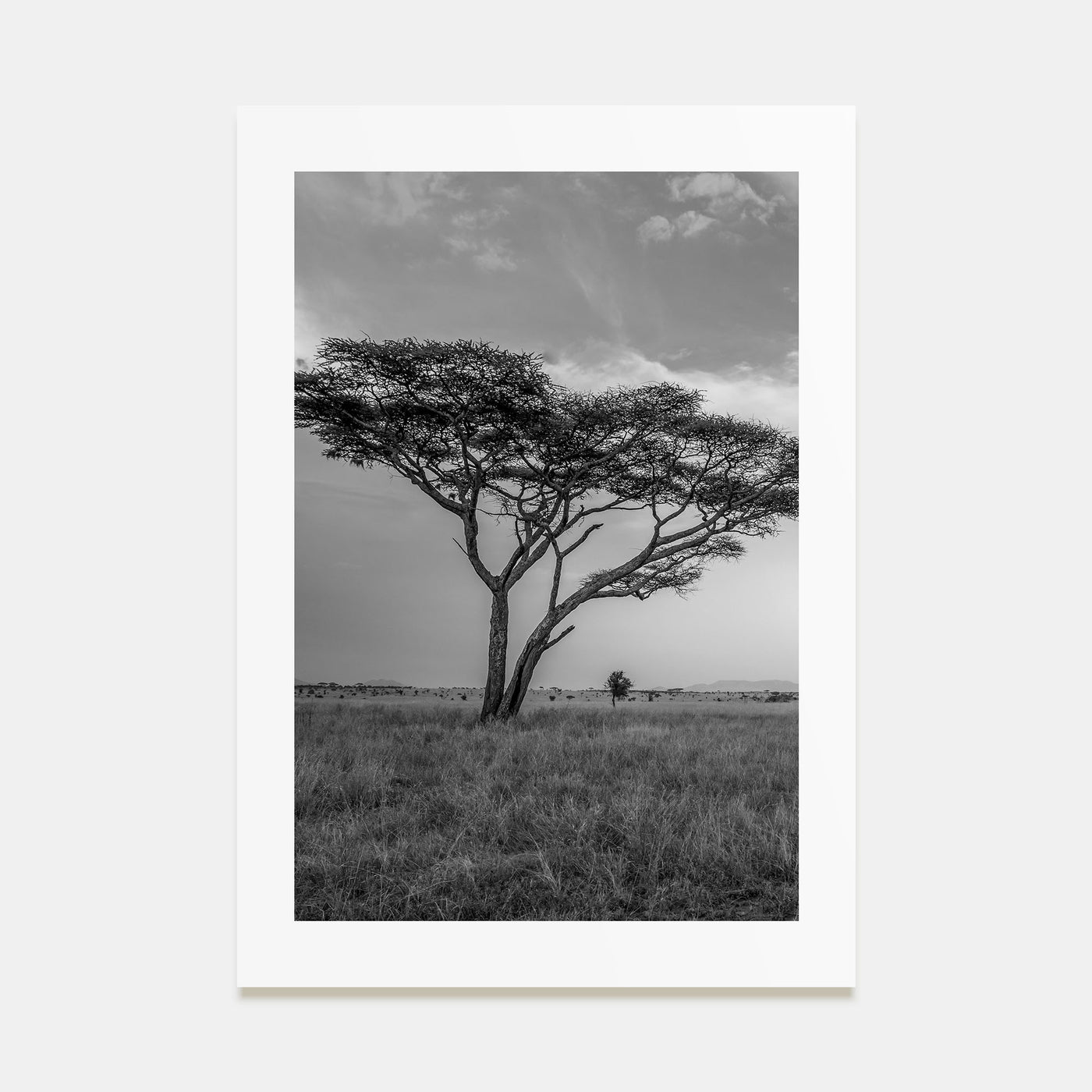 Savannah Photo B&W No 2 Poster