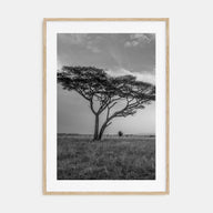 Savannah Photo B&W No 2 Poster