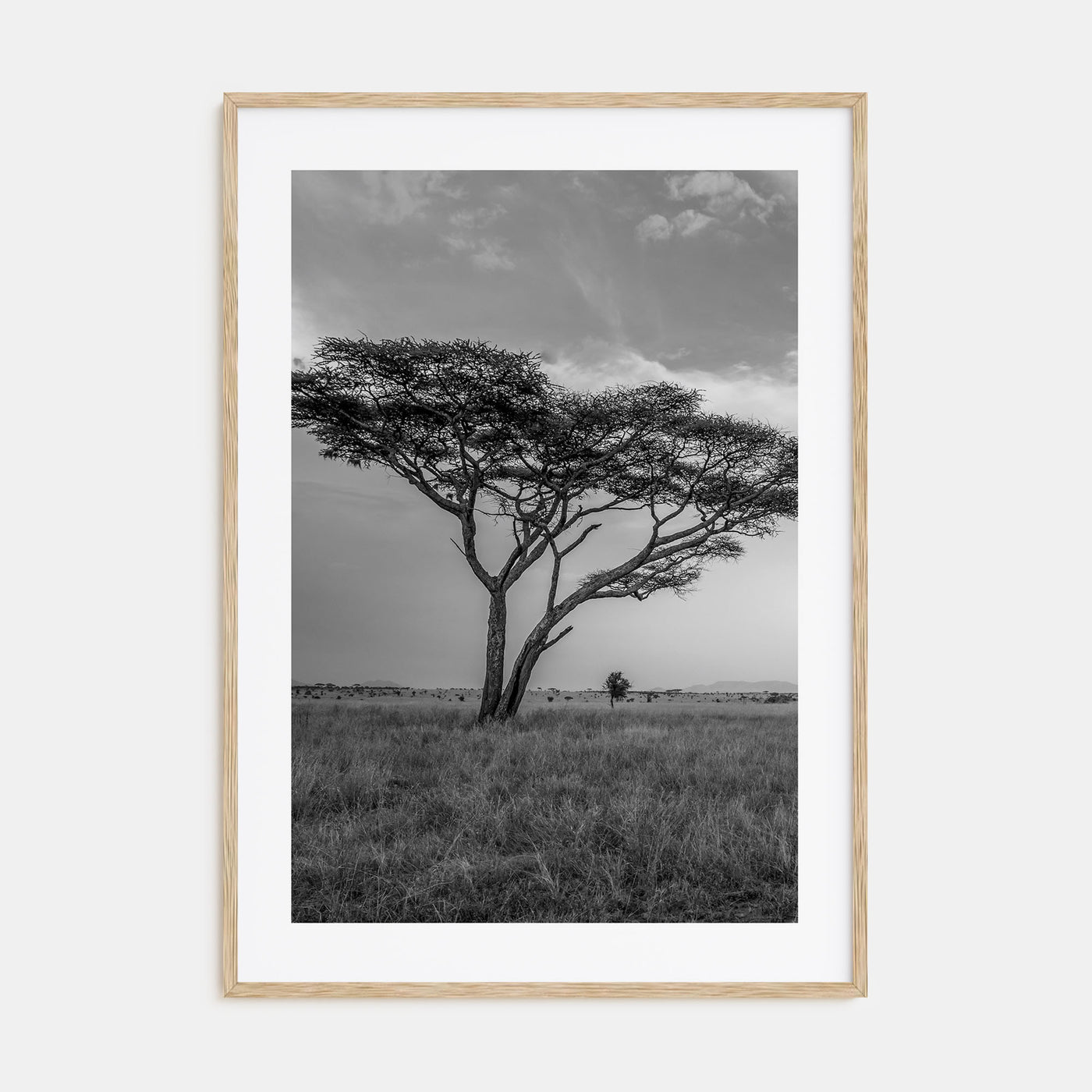 Savannah Photo B&W No 2 Poster
