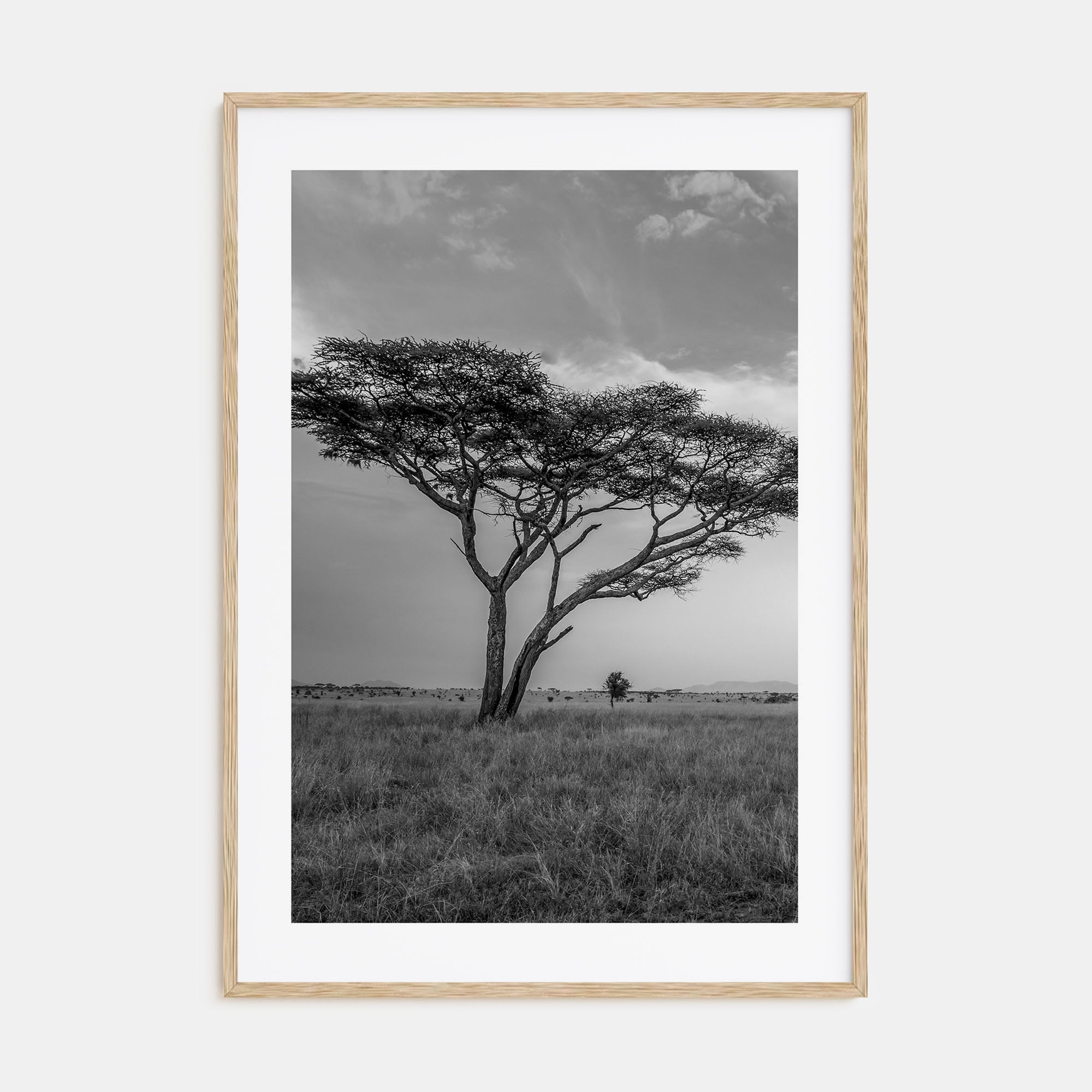 Savannah Photo B&W No 2 Poster