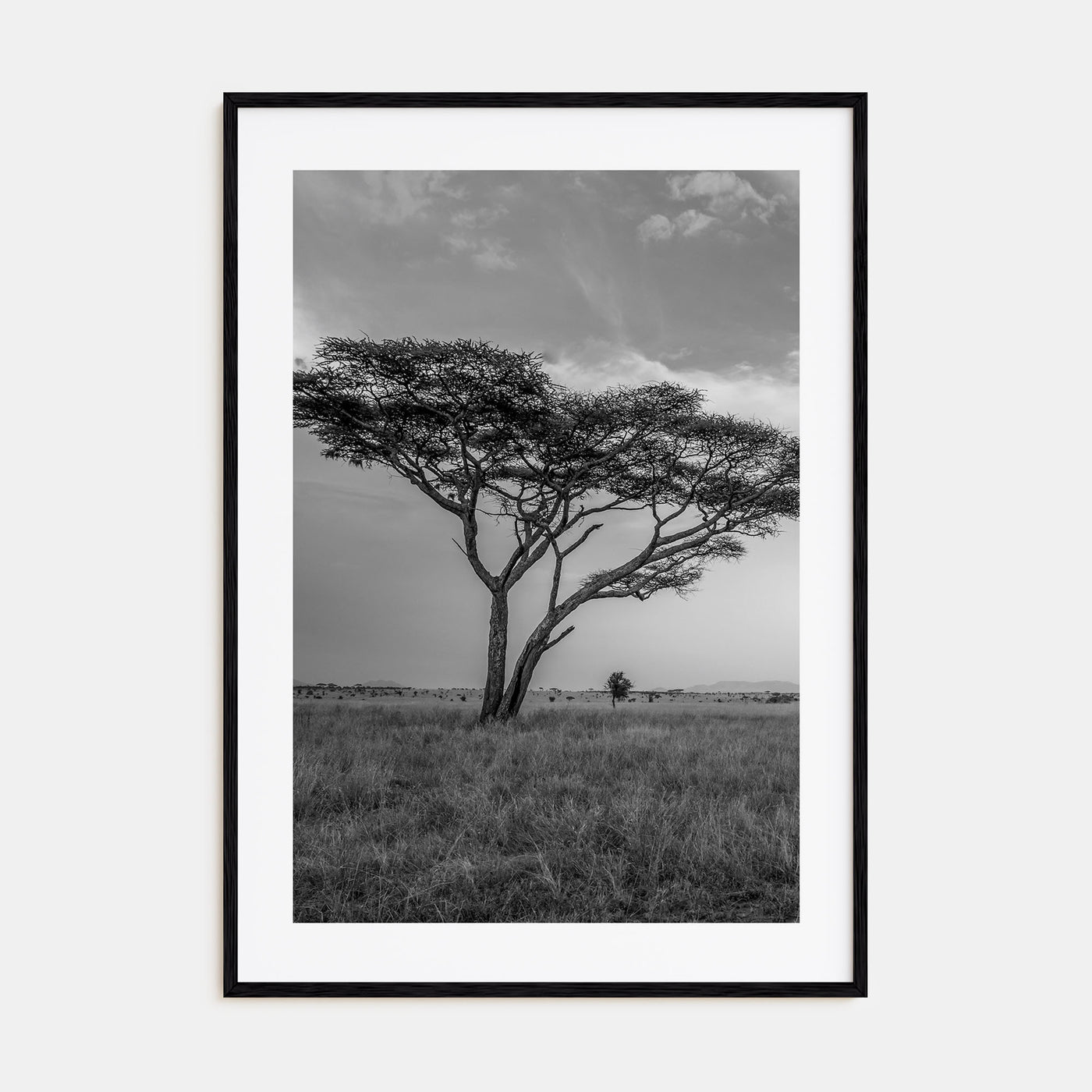 Savannah Photo B&W No 2 Poster