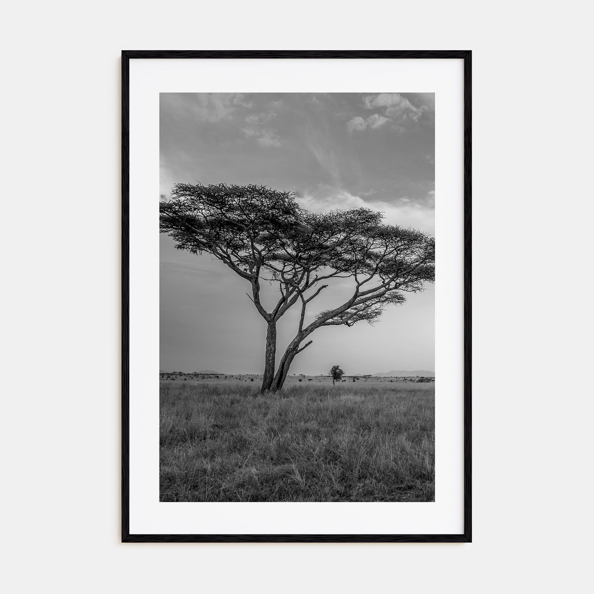 Savannah Photo B&W No 2 Poster