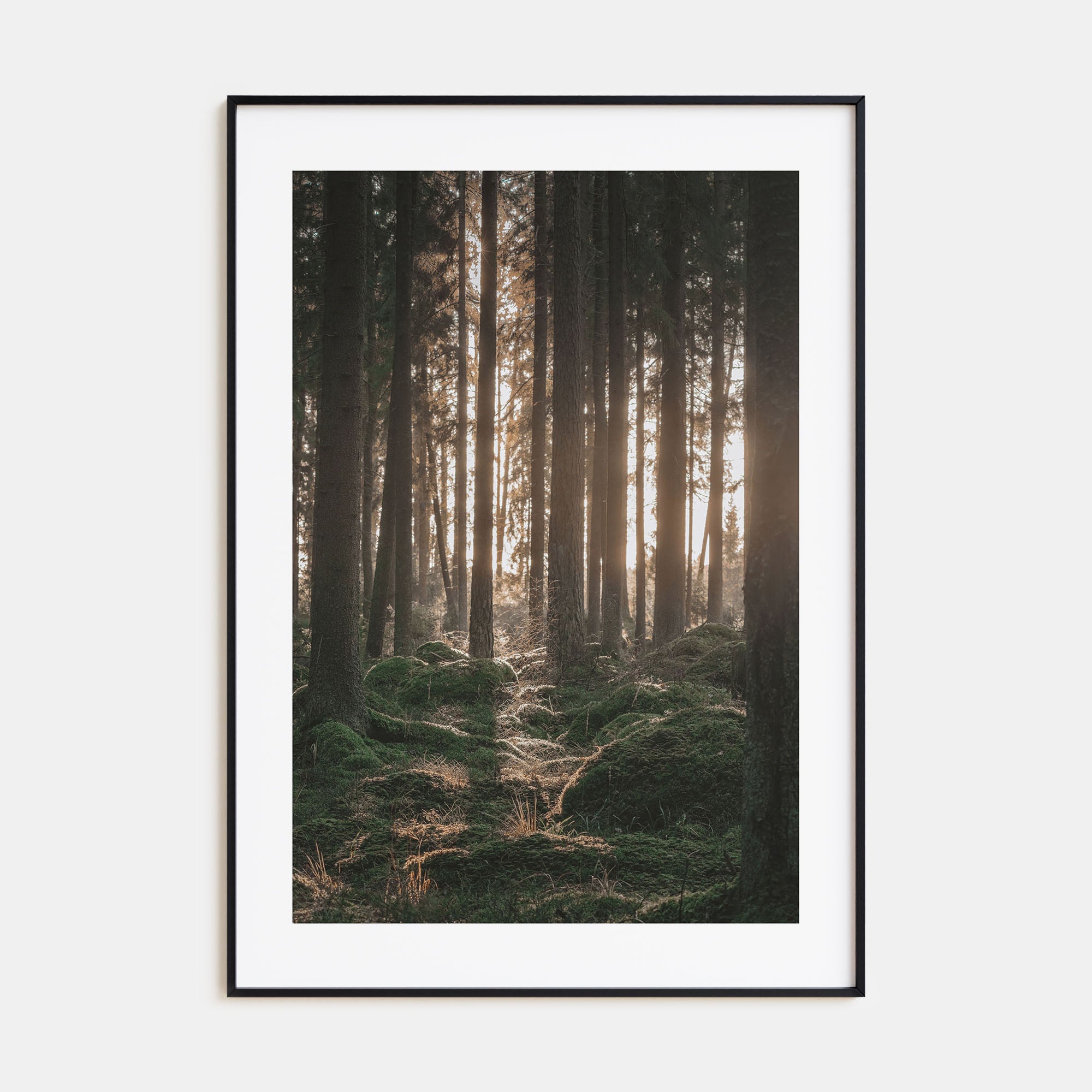 Scandinavian Forest Photo Color No 1 Poster