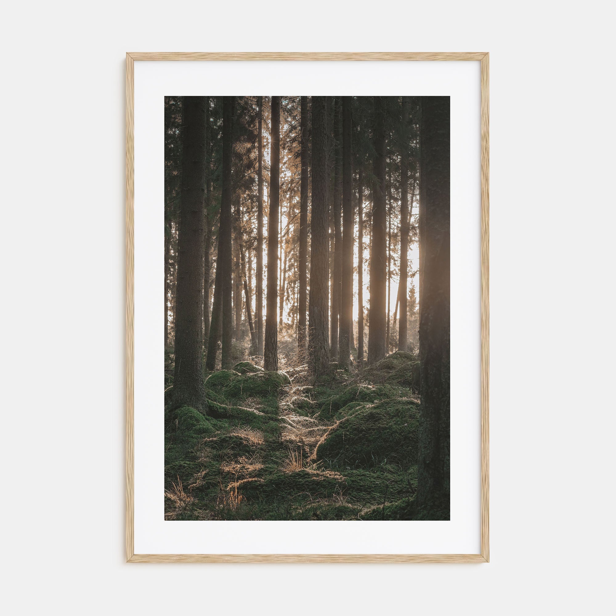 Scandinavian Forest Photo Color No 1 Poster