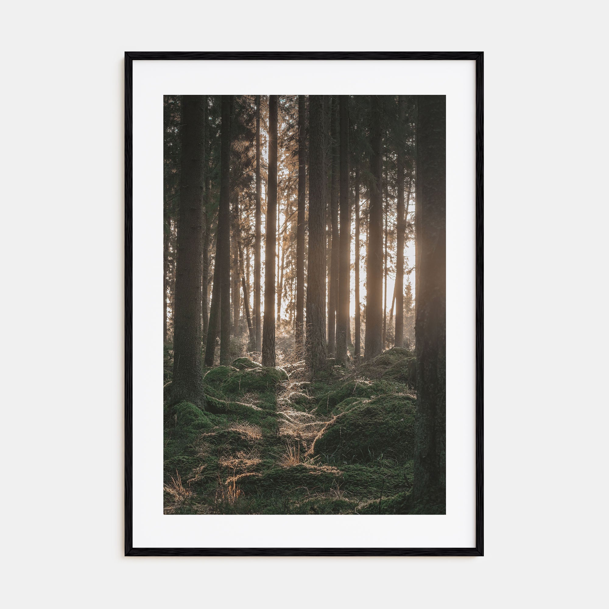 Scandinavian Forest Photo Color No 1 Poster