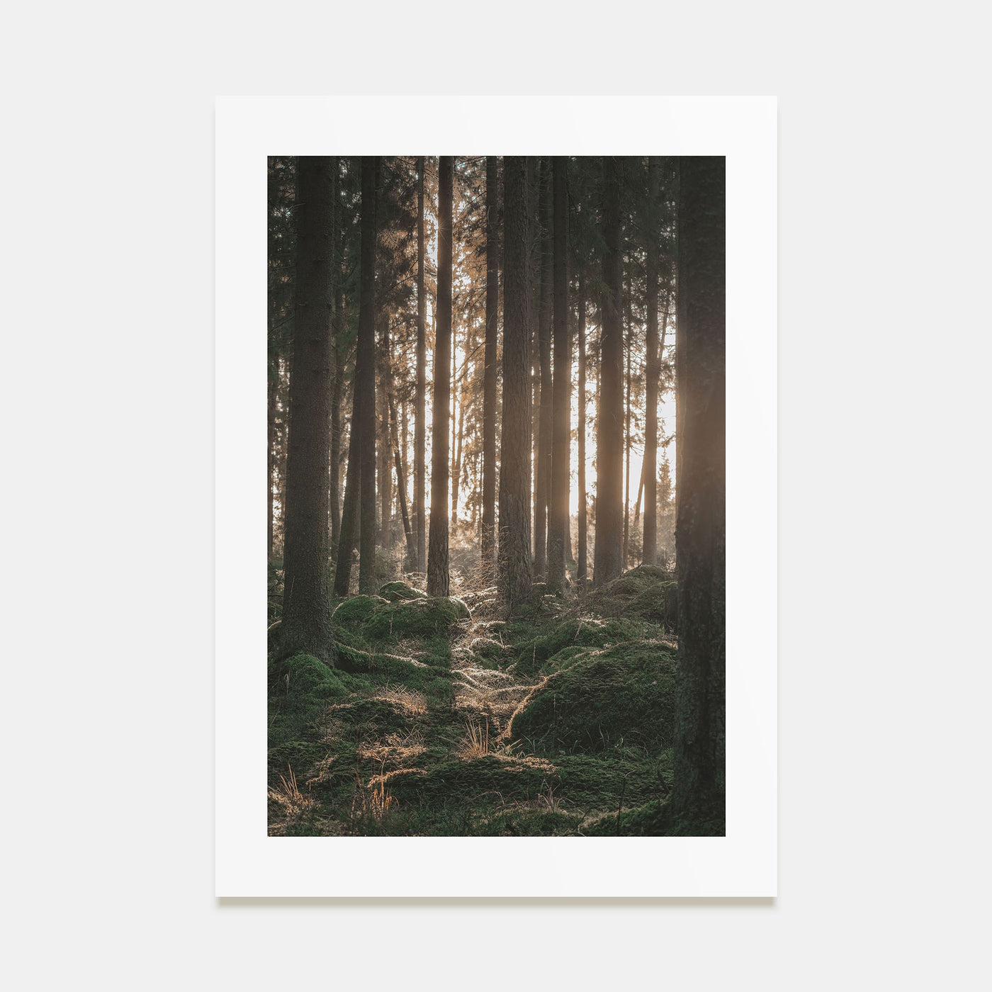 Scandinavian Forest Photo Color No 1 Poster