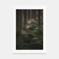 Scandinavian Forest Photo Color No 2 Poster