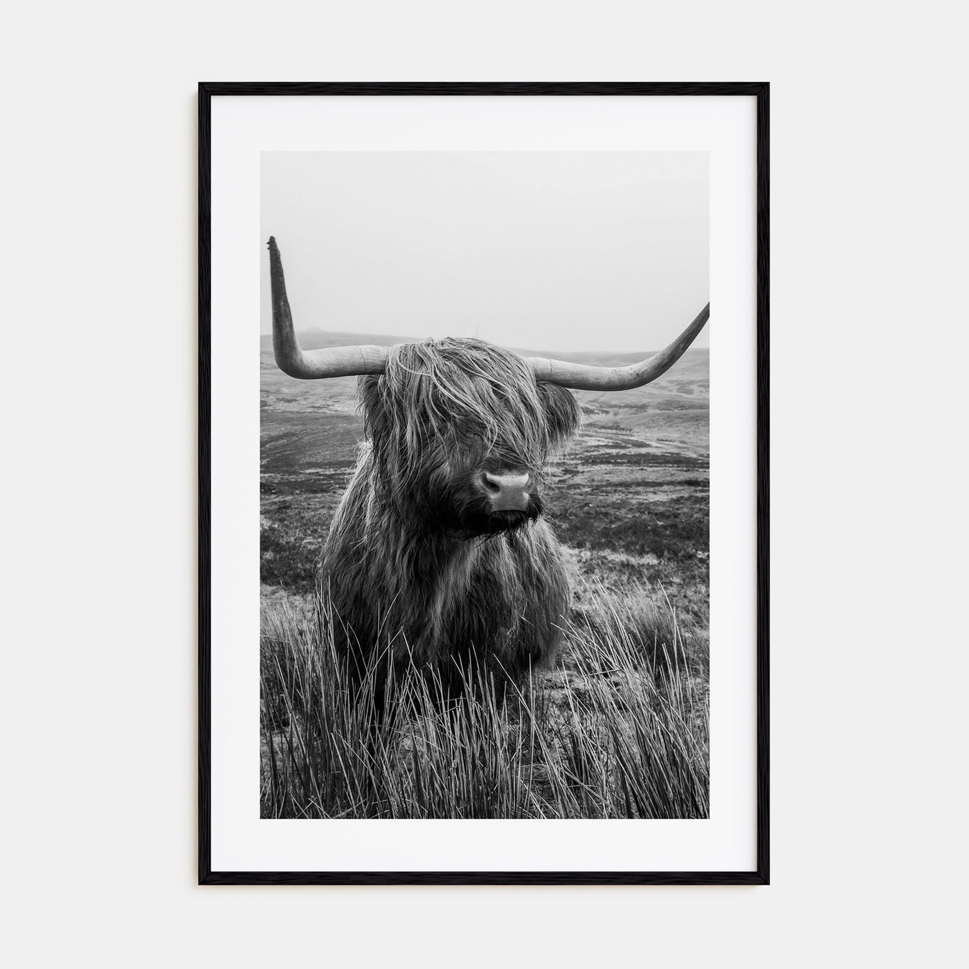Scottish Highlander Photo B&W No 1 Poster