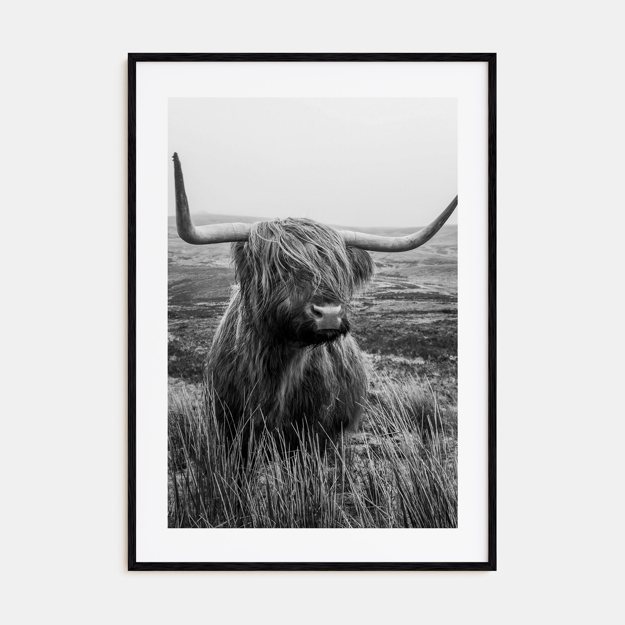 Scottish Highlander Photo B&W No 1 Poster