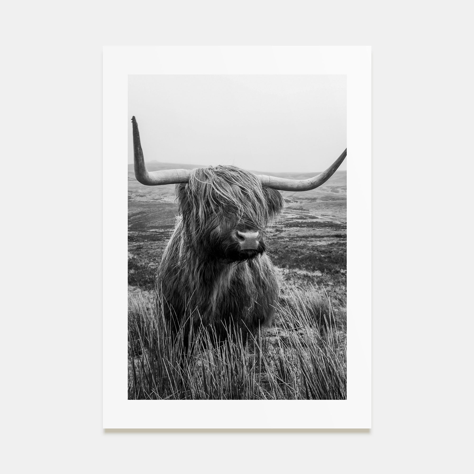 Scottish Highlander Photo B&W No 1 Poster