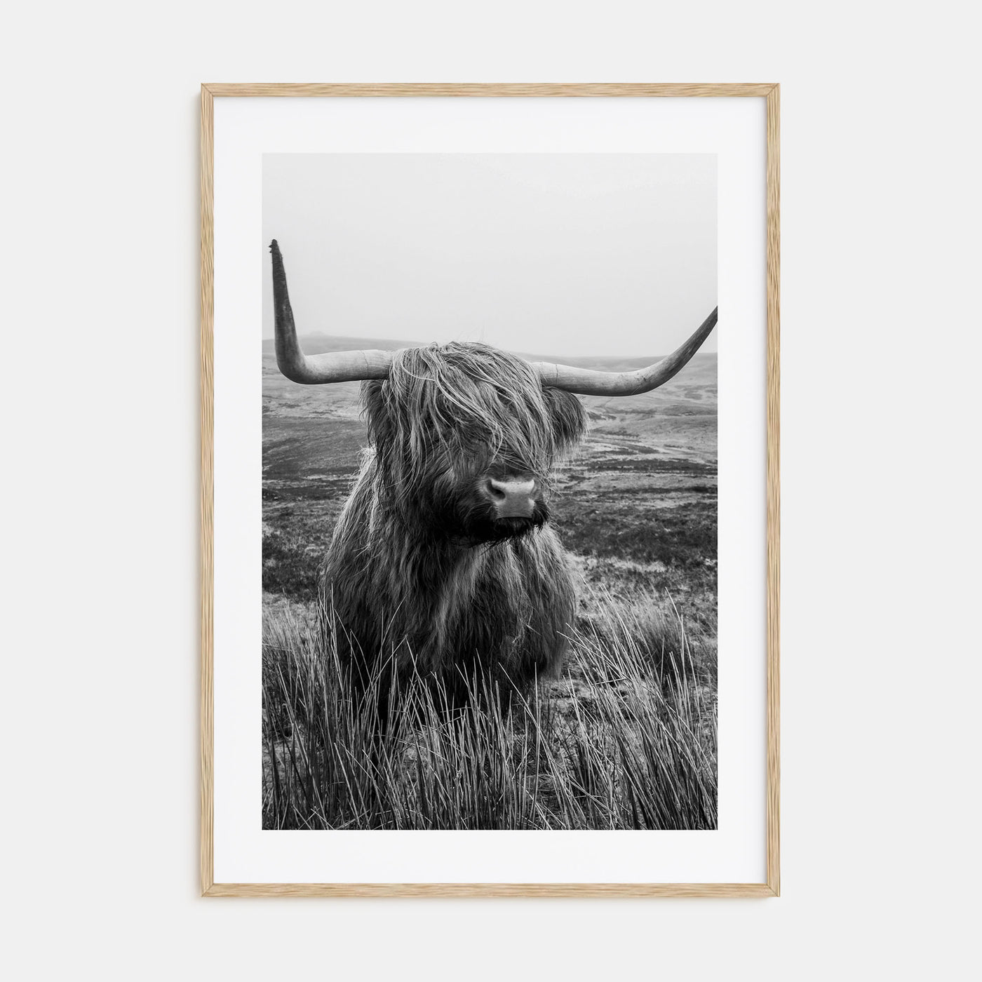 Scottish Highlander Photo B&W No 1 Poster