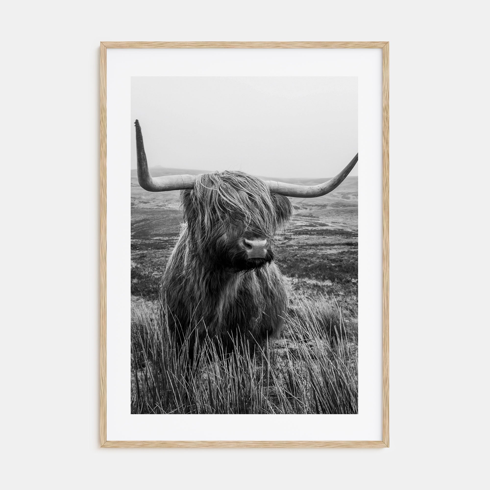 Scottish Highlander Photo B&W No 1 Poster