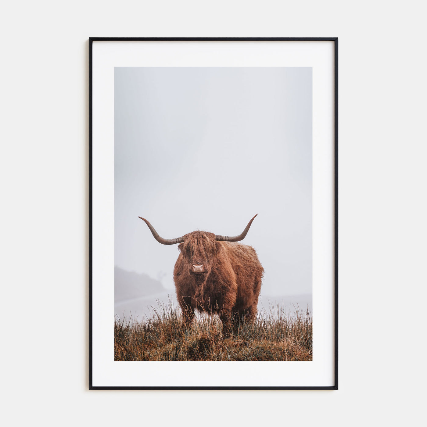 Scottish Highlander Photo Color No 1 Poster