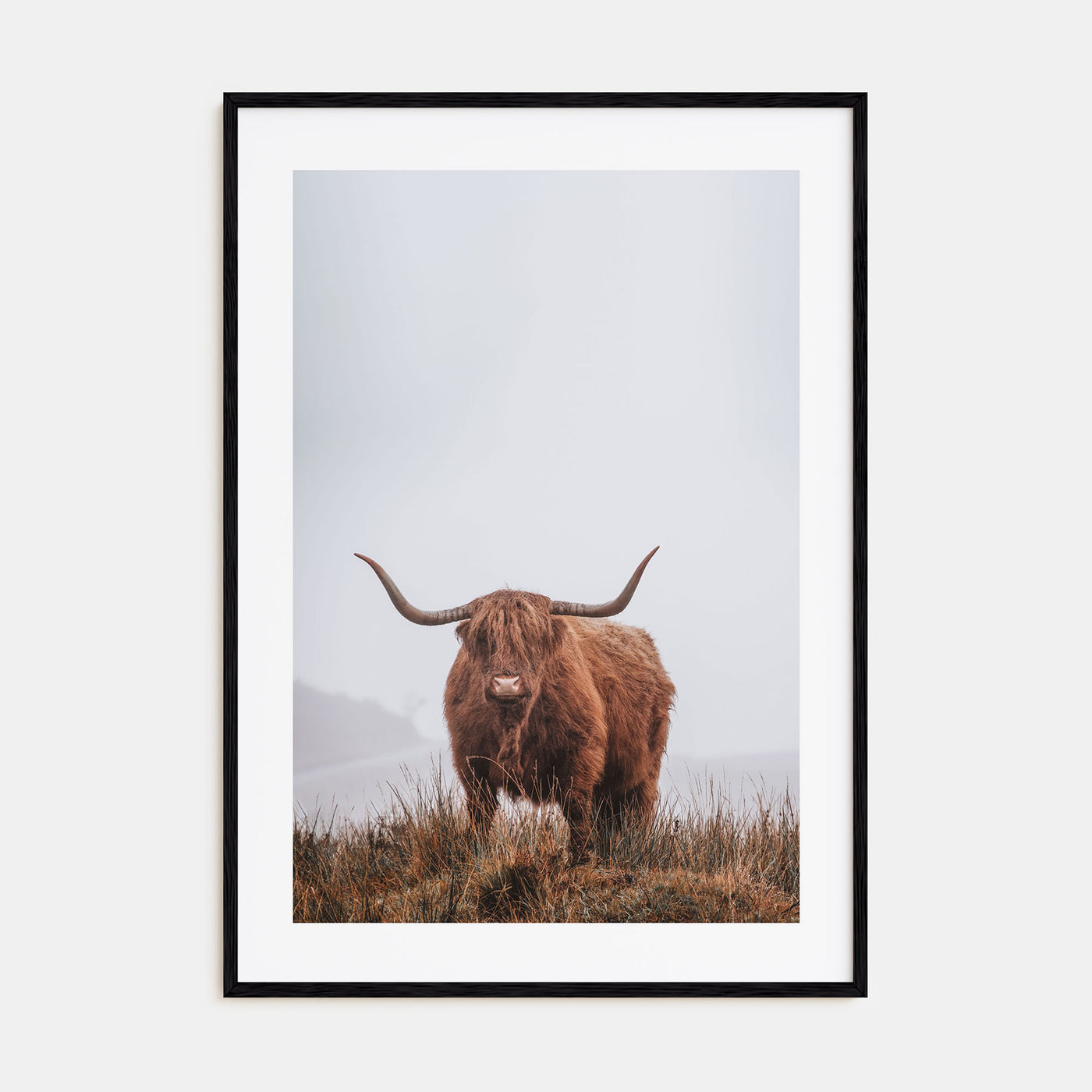 Scottish Highlander Photo Color No 1 Poster