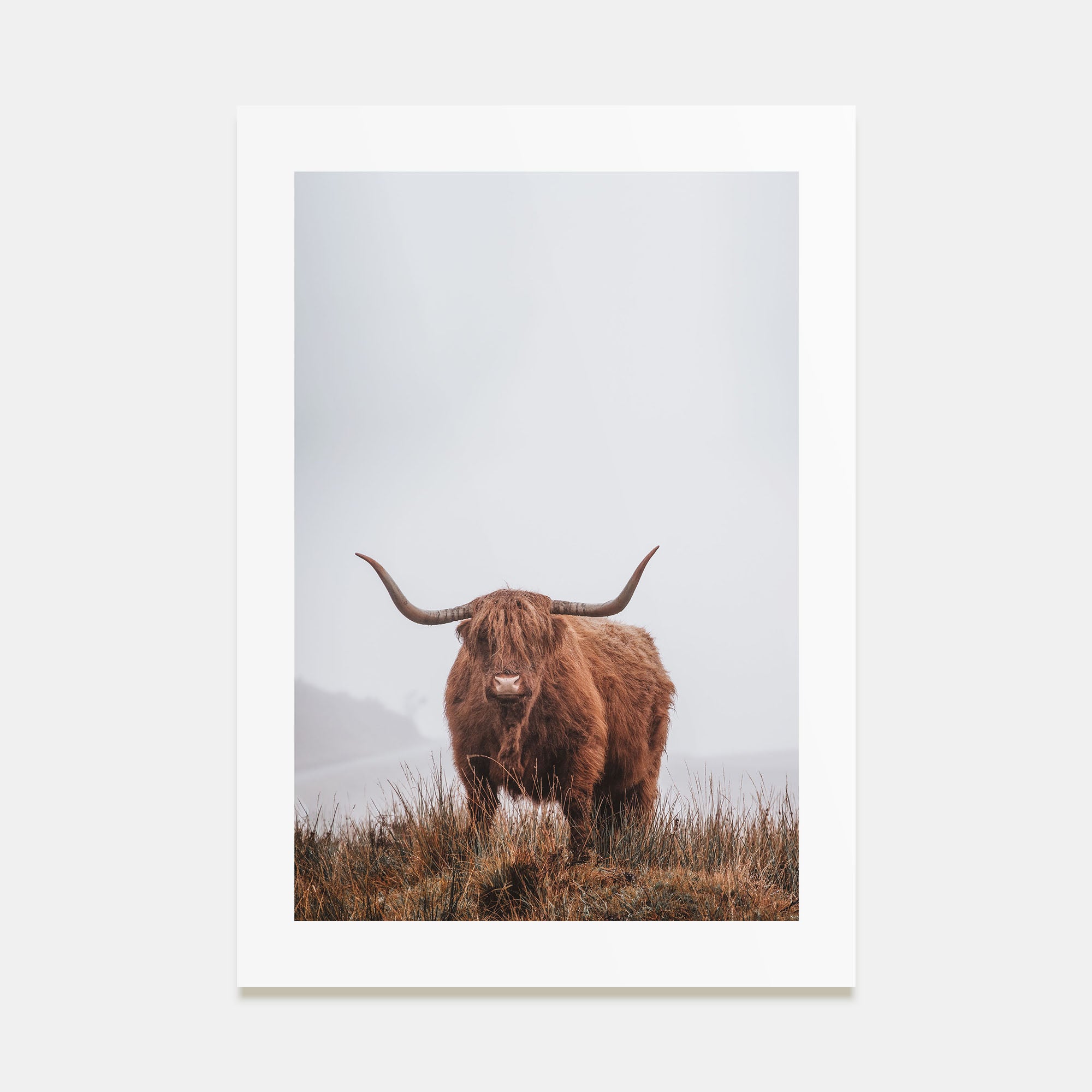 Scottish Highlander Photo Color No 1 Poster