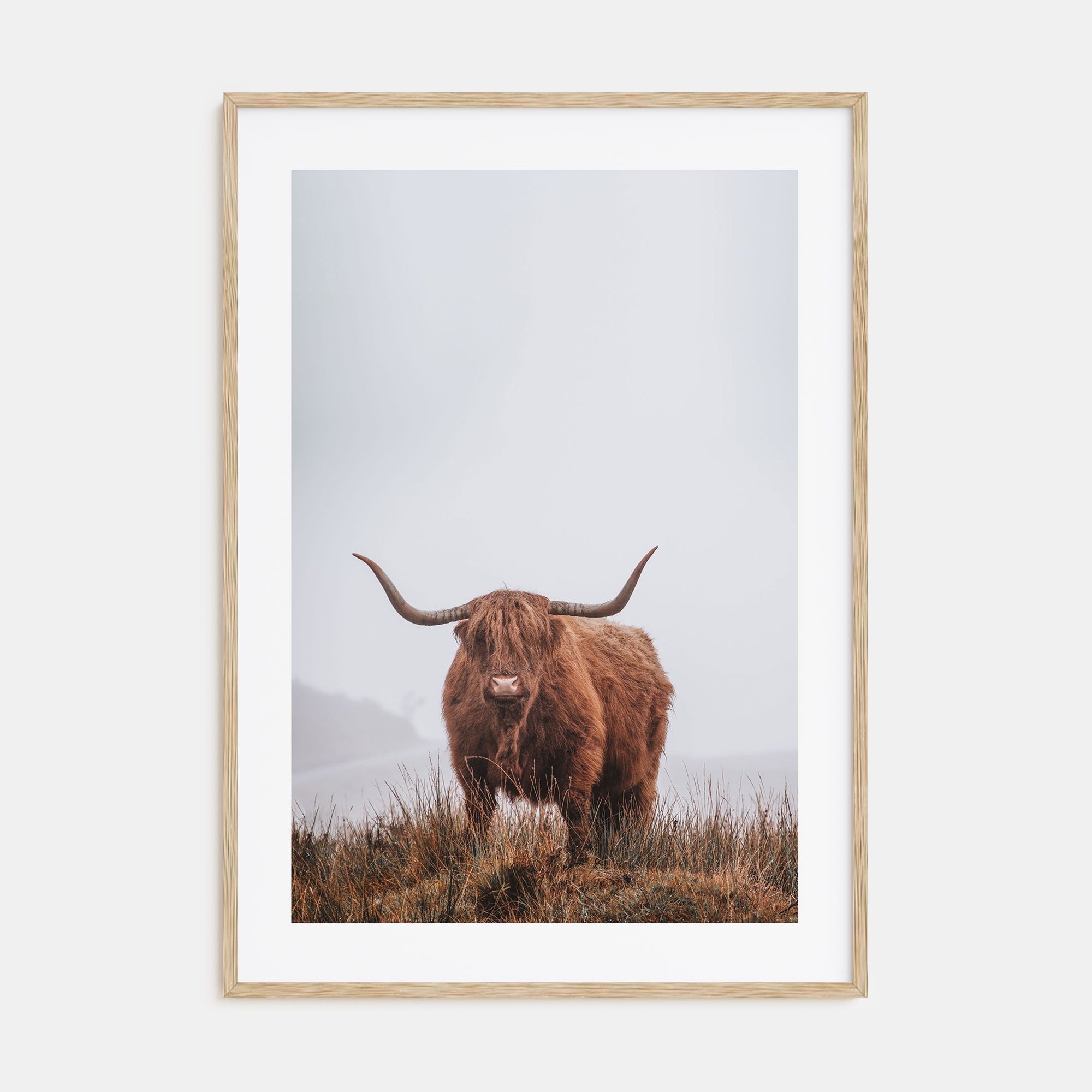 Scottish Highlander Photo Color No 1 Poster