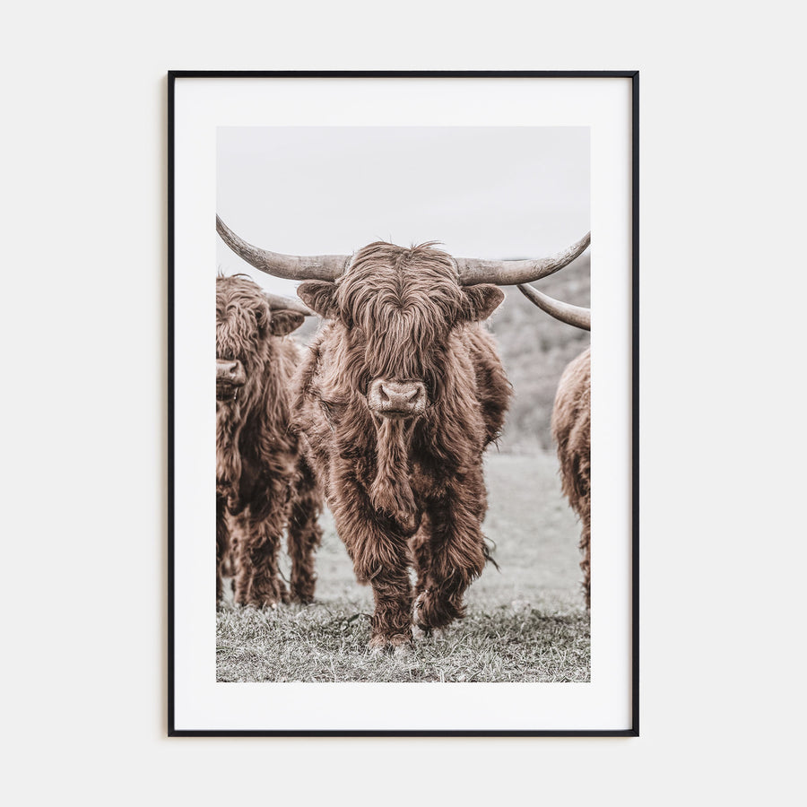 Scottish Highlander Photo Color No 2 Poster