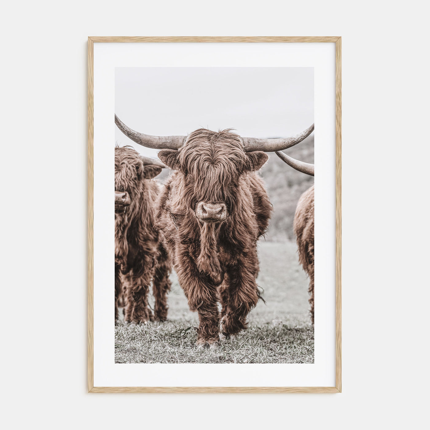 Scottish Highlander Photo Color No 2 Poster