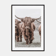 Scottish Highlander Photo Color No 2 Poster
