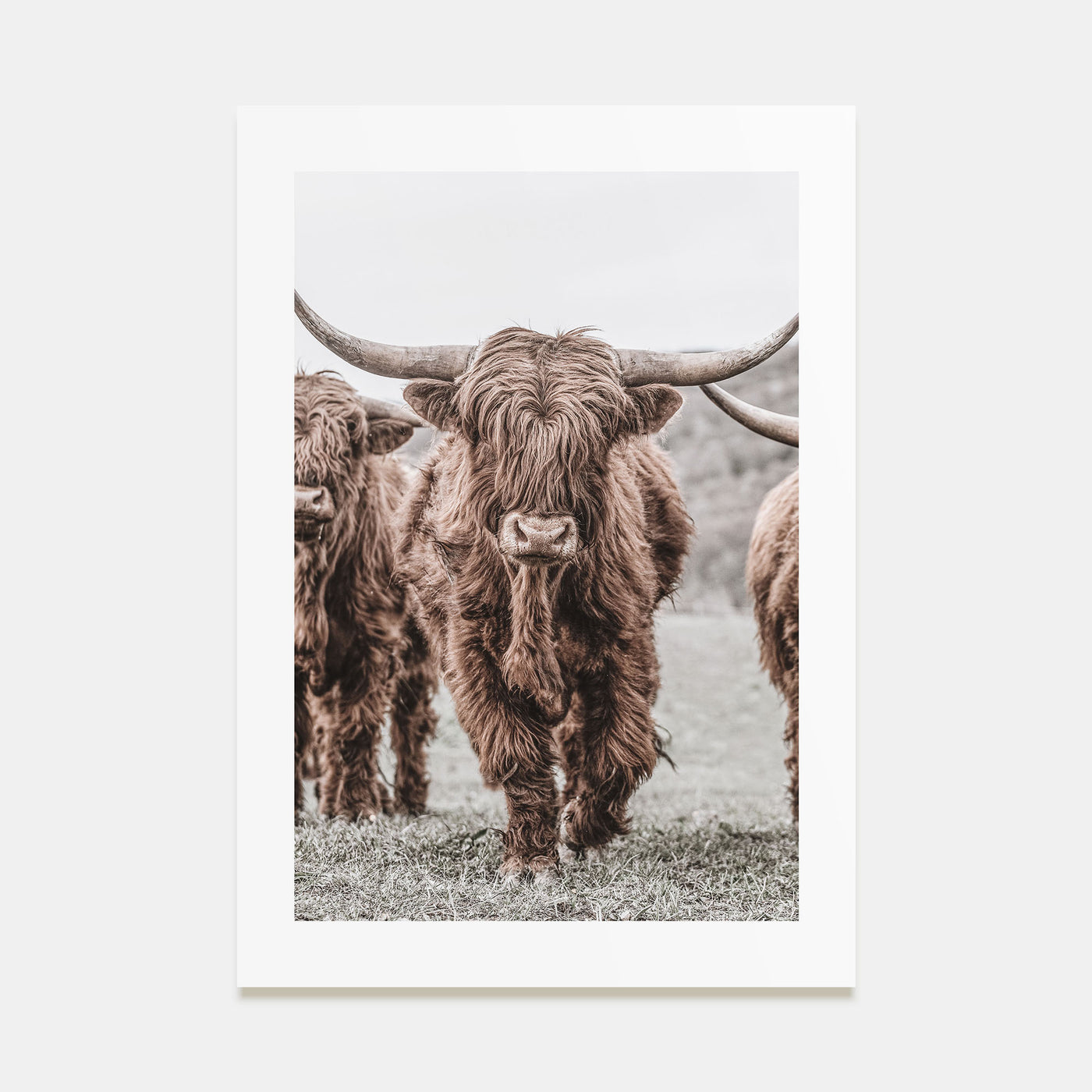 Scottish Highlander Photo Color No 2 Poster