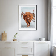 Scottish Highlander Photo Color No 3 Poster