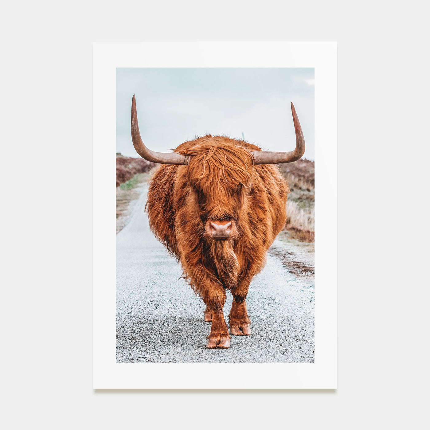 Scottish Highlander Photo Color No 3 Poster