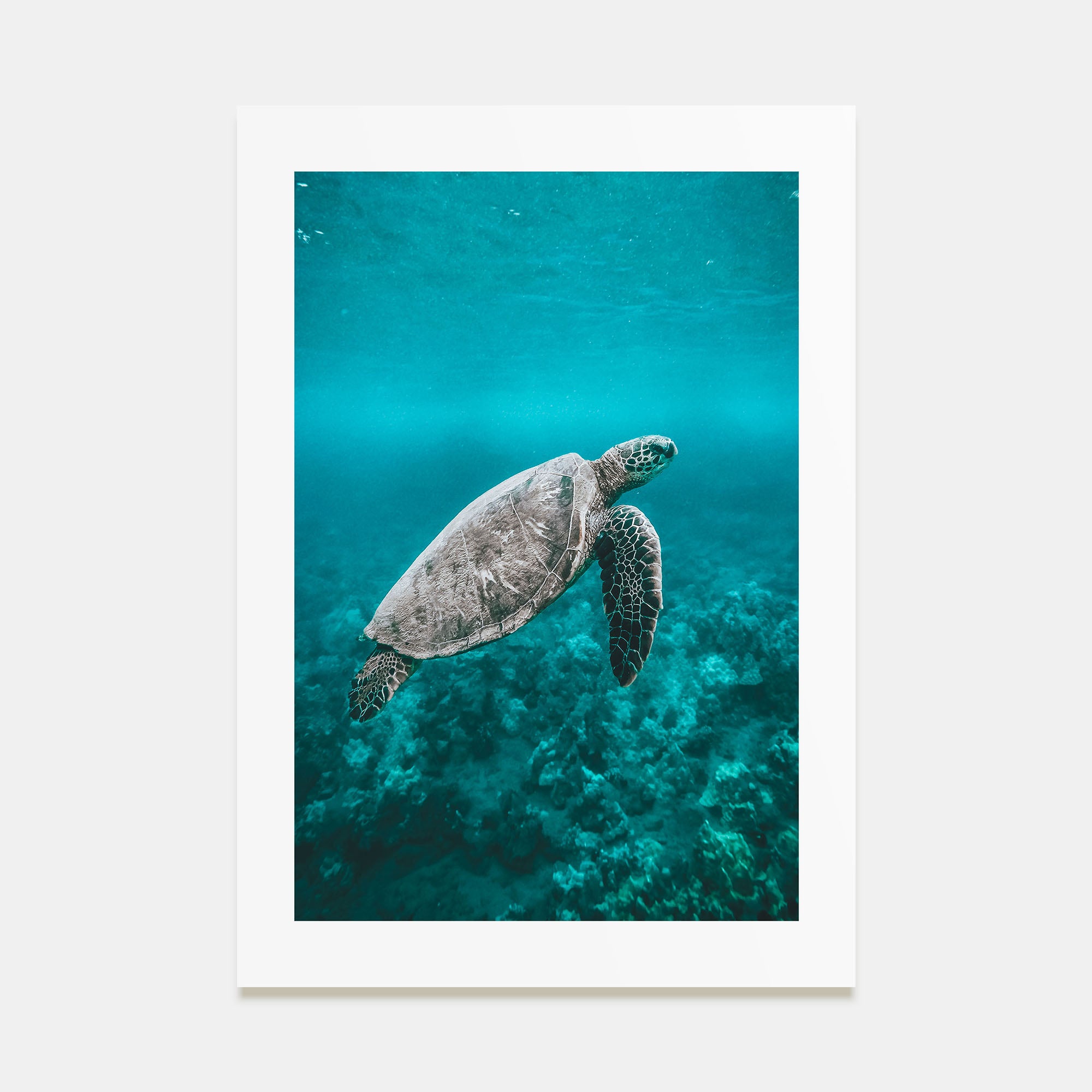 Sea Turtle Photo Color No 2 Poster