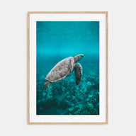 Sea Turtle Photo Color No 2 Poster