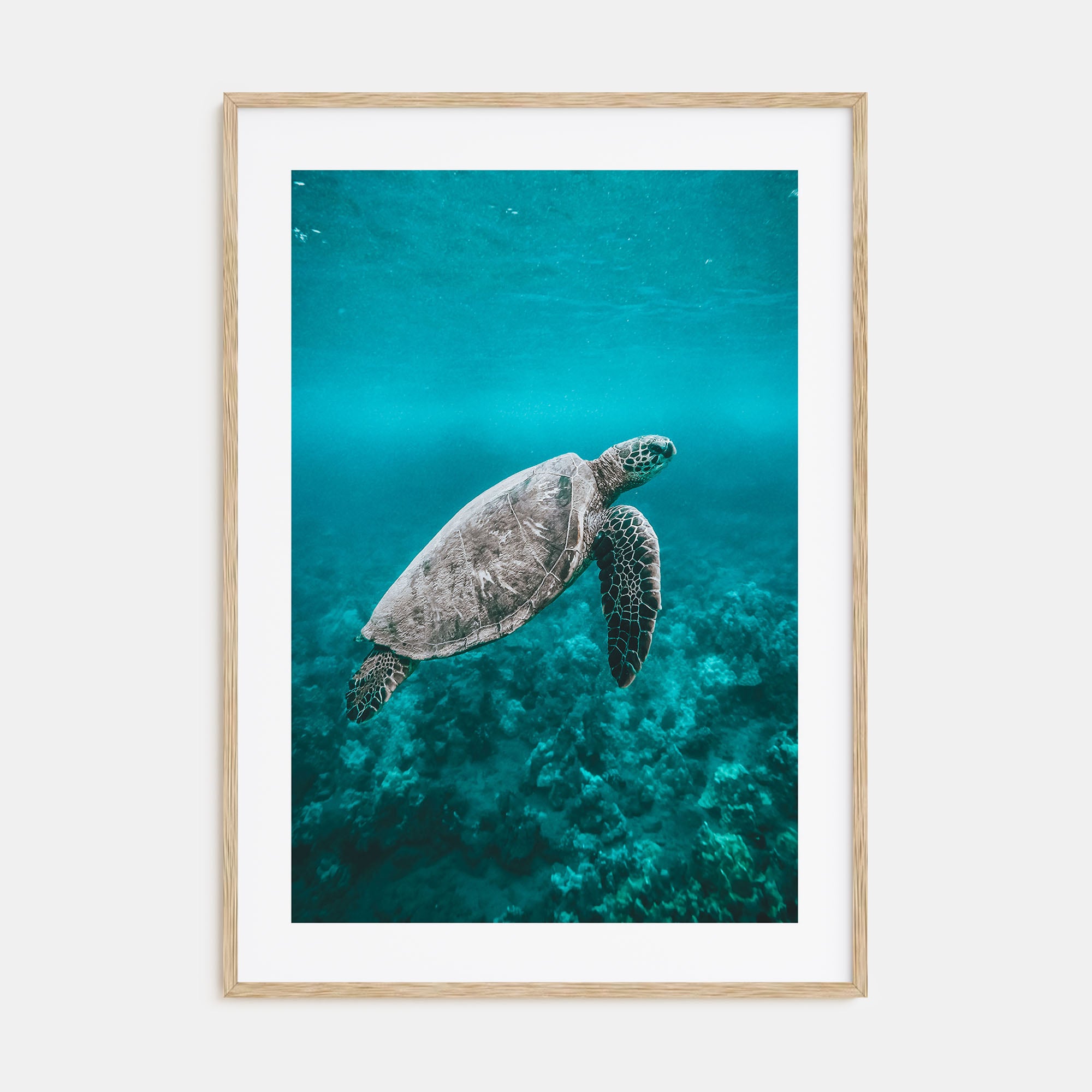 Sea Turtle Photo Color No 2 Poster