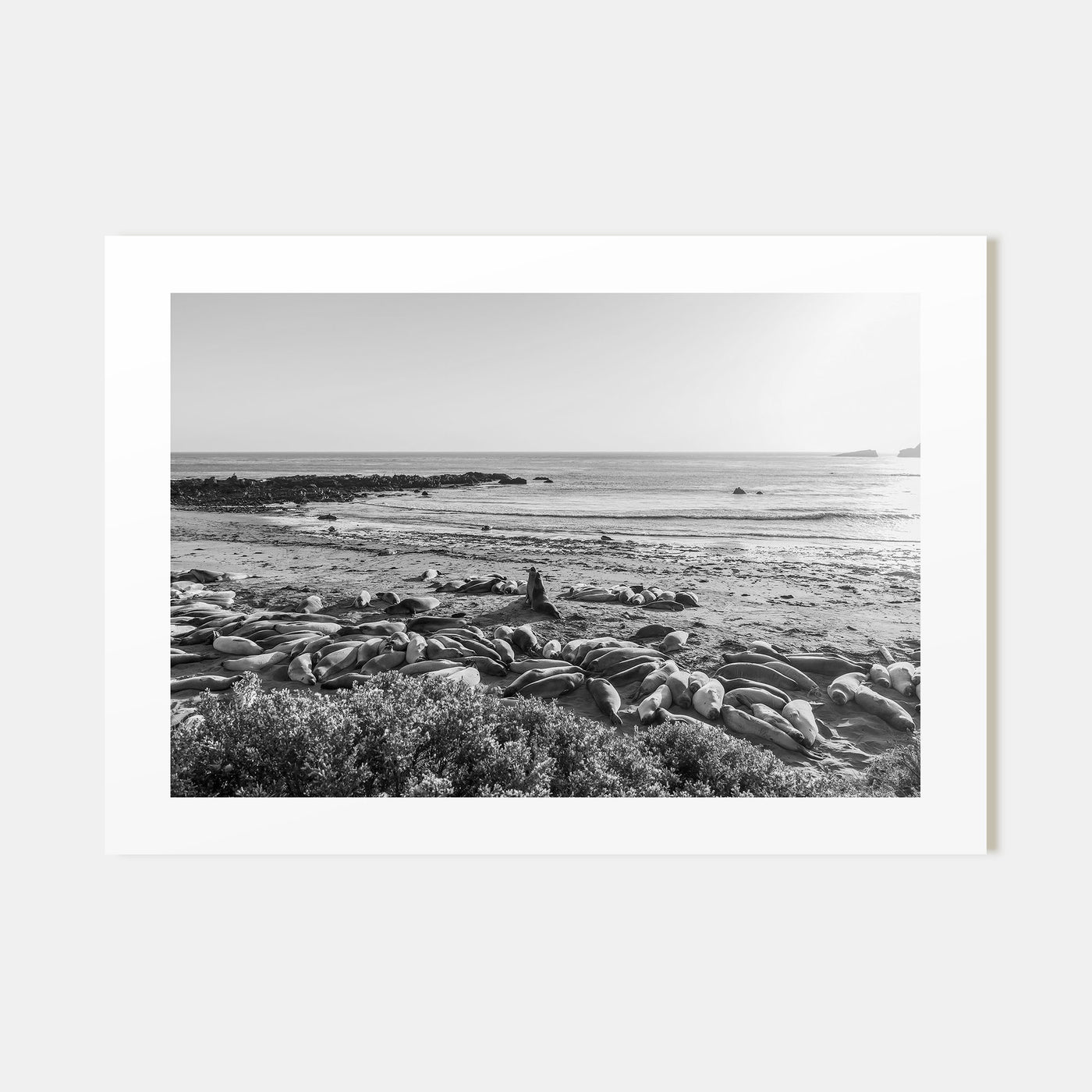 Seal Beach Landscape B&W Poster